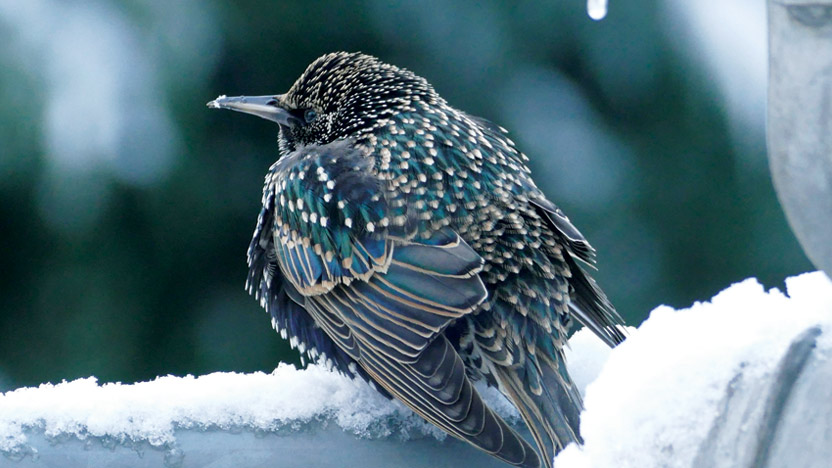 winter-bird