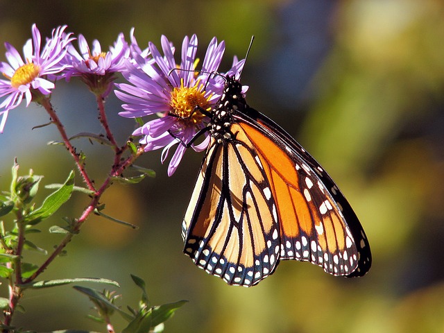 knowing-the-difference-between-macro-micro-and-close-up-photography